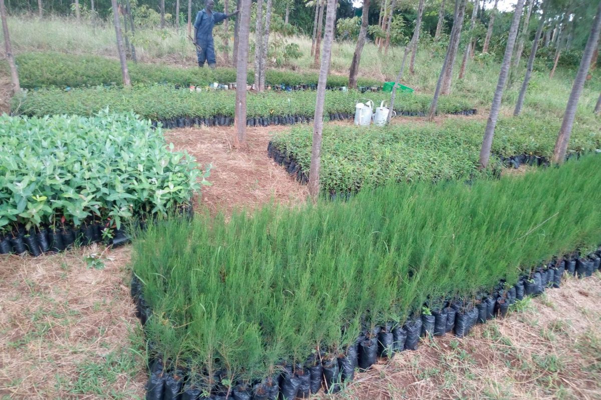 students tree project